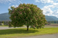 Chestnut-Tree