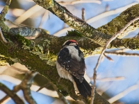 Downy-1-Woodpecker