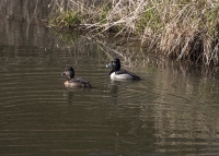Ring-Necked-Duck1