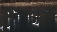Trumpeter-Swans-Flyby