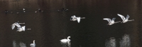Trumpeter-Swans-Flyby2