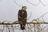 Young-Eagle