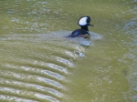b-and-w-duck2_19-08-2012