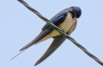 bird-swallow-tail_19-08-2012