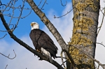 eagle-34-side-view_19-08-2012