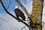 eagle-side-view_19-08-2012