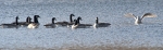 geese_19-08-2012