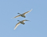 honker-geese-2_19-08-2012