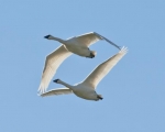 honker-geese_19-08-2012