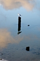 sea-gull-post_19-08-2012