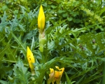 yellow-iris-june-2012_19-08-2012