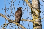 young-brown-eagle-34-side-view_19-08-2012
