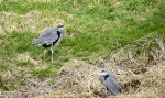 blue-heron-5-sheila_25-01-2012