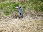 blue-heron-sheila_25-01-2012