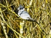kingfisher-sheila_25-01-2012