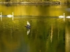 swans-smooth-and-heron-sheila_25-01-2012