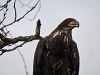 young-eagle_25-01-2012