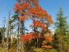 tree-fall-color_21-11-2011