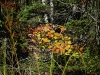 tree1-fall-color_21-11-2011