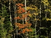tree3-fall-color_21-11-2011