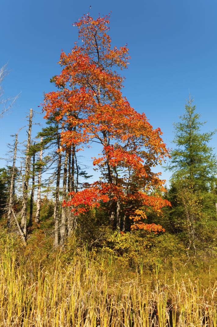 tree-fall-color_21-11-2011